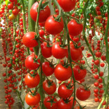 'Waterfall Red Cluster' Grape Tomato Seeds - High Yield, Sweet Flavor, Crack-Resistant