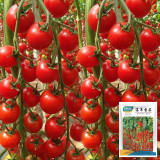 'Waterfall Red Cluster' Grape Tomato Seeds - High Yield, Sweet Flavor, Crack-Resistant