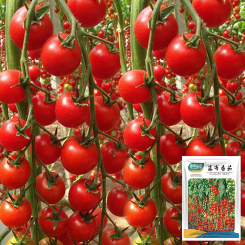 'Waterfall Red Cluster' Grape Tomato Seeds - High Yield, Sweet Flavor, Crack-Resistant