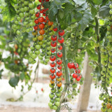 'Waterfall Red Cluster' Grape Tomato Seeds - High Yield, Sweet Flavor, Crack-Resistant