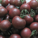 'Midnight Pearl' Gourmet Tomato Seeds - Dutch Hybrid Tangy-Sweet, Commercial Grade