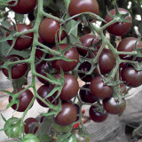 'Midnight Pearl' Gourmet Tomato Seeds - Dutch Hybrid Tangy-Sweet, Commercial Grade