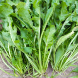 Broad-leaved Shepherd's Purse Seeds - Nutritious, Umami Flavor, Early Bolting, High Yield Variety for Fast Harvest