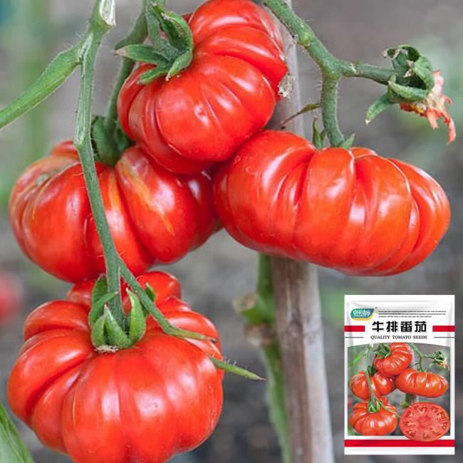 Giant Heirloom Pink Beefsteak Tomato Seeds - Meaty Few Seeds, Gourmet, High Productivity
