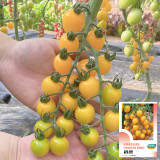 'First Love' Gourmet Yellow Tomato Seeds - Hybrid, Sweet Aroma, High Yield,  Agritourism Favorite