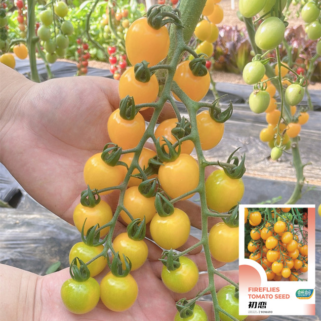 'First Love' Gourmet Yellow Tomato Seeds - Hybrid, Sweet Aroma, High Yield,  Agritourism Favorite