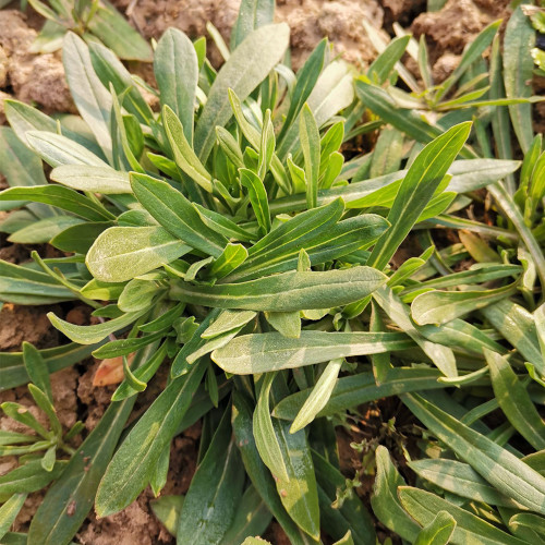 Noodle Vegetable Seeds (Silene conoidea) - Fast-Growing, Cold Tolerant for Steaming, Stir-Fry & Fresh Salads