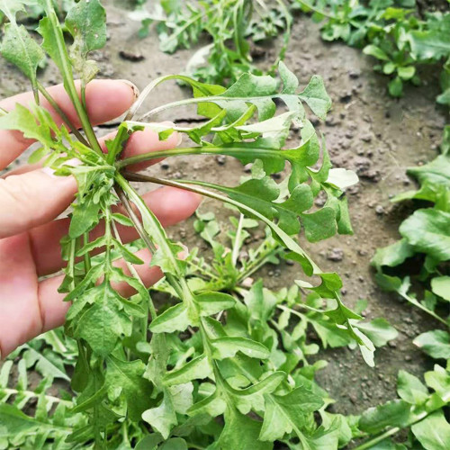Broad-leaved Shepherd's Purse Seeds - Nutritious, Umami Flavor, Early Bolting, High Yield Variety for Fast Harvest