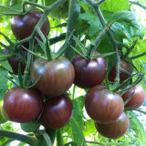'Midnight Pearl' Gourmet Tomato Seeds - Dutch Hybrid Tangy-Sweet, Commercial Grade