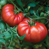 Giant Heirloom Pink Beefsteak Tomato Seeds - Meaty Few Seeds, Gourmet, High Productivity