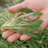 Noodle Vegetable Seeds (Silene conoidea) - Fast-Growing, Cold Tolerant for Steaming, Stir-Fry & Fresh Salads