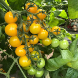 'First Love' Gourmet Yellow Tomato Seeds - Hybrid, Sweet Aroma, High Yield,  Agritourism Favorite