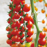 'Waterfall Red Cluster' Grape Tomato Seeds - High Yield, Sweet Flavor, Crack-Resistant