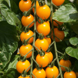 'First Love' Gourmet Yellow Tomato Seeds - Hybrid, Sweet Aroma, High Yield,  Agritourism Favorite