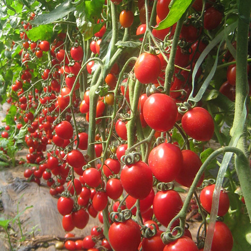 'Waterfall Red Cluster' Grape Tomato Seeds - High Yield, Sweet Flavor, Crack-Resistant