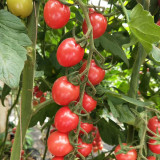 'Imperial Ruby' Cherry Tomato Seeds - Early Harvest, High Sugar, Fusarium Wilt Resistant Variety