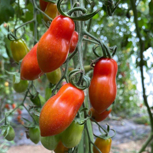 'Royal Pearl Peanut' Tomato Seeds - High-Yield, Sweet Fruit, Long Shelf Life