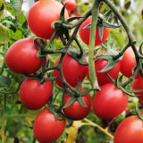 'Imperial Ruby' Cherry Tomato Seeds - Early Harvest, High Sugar, Fusarium Wilt Resistant Variety