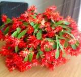 Zygocactus Truncatus Schlumbergera Seed Cactus Flowers