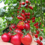 'Imperial Ruby' Cherry Tomato Seeds - Early Harvest, High Sugar, Fusarium Wilt Resistant Variety