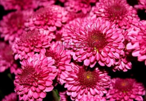 Ground-Cover Chrysanthemum Seeds (Color: 3)