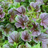 Chinese Mallow Seeds - Nutritious, High Calcium, Cold-Tolerant for Cut-and-Come-Again Winter Greens