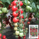 'Sweet Ruby Gem' Tomato Seeds -  Hybrid Cherry Tomato, Pink Round Fruit, High Yield, Resilient