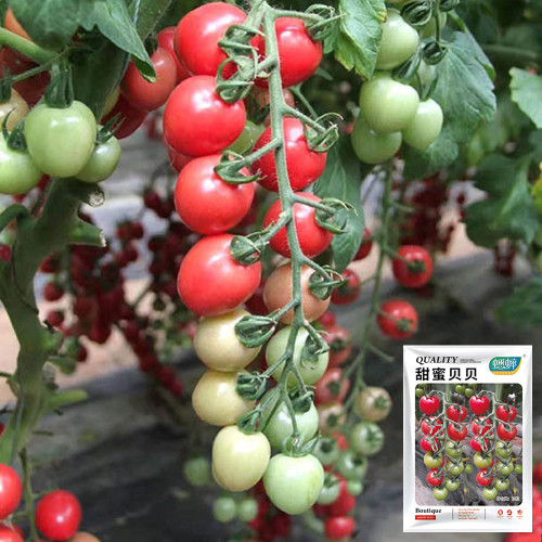 'Sweet Ruby Gem' Tomato Seeds -  Hybrid Cherry Tomato, Pink Round Fruit, High Yield, Resilient