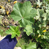 Chinese Mallow Seeds - Nutritious, High Calcium, Cold-Tolerant for Cut-and-Come-Again Winter Greens