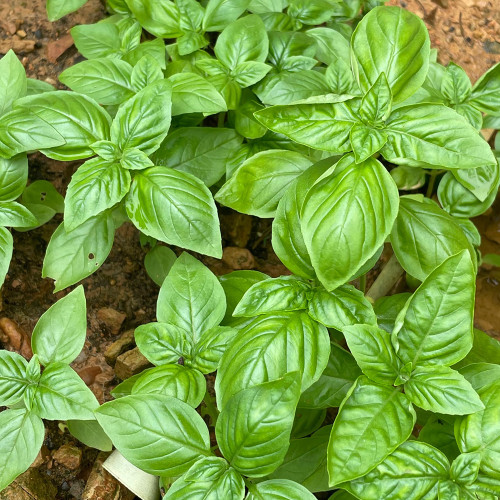 Giant Leaf Basil Seeds - Extra Large Aromatic Leaves for Culinary & Medicinal Use