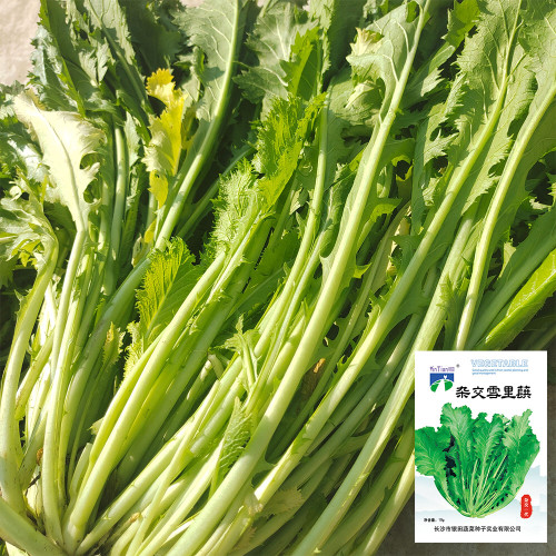 Hybrid Potherb Mustard Seeds - Adaptable, High-Yield, Stable Yield Variety Ideal for Pickling & Stir-frying