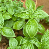 Giant Leaf Basil Seeds - Extra Large Aromatic Leaves for Culinary & Medicinal Use