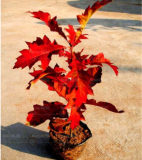 American Red Oak Seeds Red Quercus palustris Perennial Gaint Tree
