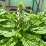 Giant Leaf Basil Seeds - Extra Large Aromatic Leaves for Culinary & Medicinal Use