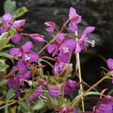 Easy-Grow Fireweed Seeds - Pollinator-Friendly, Edible Shoots, Cold-Tolerant Perennial for Home Gardens