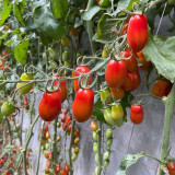 'Royal Pearl Peanut' Tomato Seeds - High-Yield, Sweet Fruit, Long Shelf Life