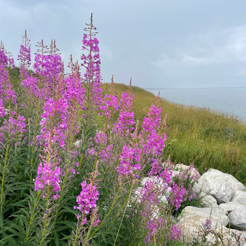 Easy-Grow Fireweed Seeds - Pollinator-Friendly, Edible Shoots, Cold-Tolerant Perennial for Home Gardens