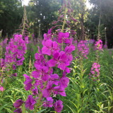 Easy-Grow Fireweed Seeds - Pollinator-Friendly, Edible Shoots, Cold-Tolerant Perennial for Home Gardens