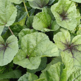 Chinese Mallow Seeds - Nutritious, High Calcium, Cold-Tolerant for Cut-and-Come-Again Winter Greens
