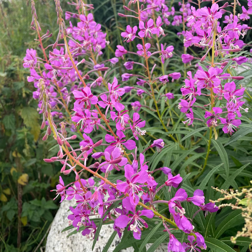 Easy-Grow Fireweed Seeds - Pollinator-Friendly, Edible Shoots, Cold-Tolerant Perennial for Home Gardens