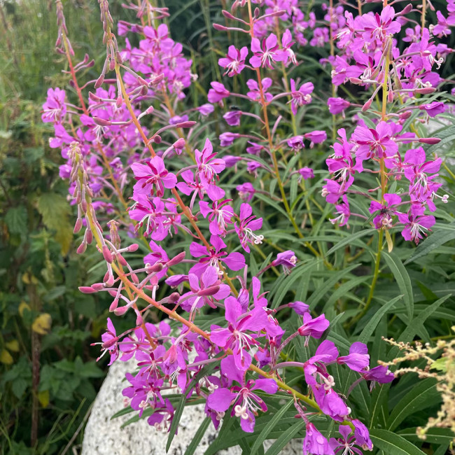 Easy-Grow Fireweed Seeds - Pollinator-Friendly, Edible Shoots, Cold-Tolerant Perennial for Home Gardens