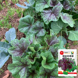 Chinese Mallow Seeds - Nutritious, High Calcium, Cold-Tolerant for Cut-and-Come-Again Winter Greens