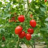 'Imperial Ruby' Cherry Tomato Seeds - Early Harvest, High Sugar, Fusarium Wilt Resistant Variety
