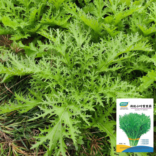Small-leaved Potherb Mustard Seeds | High-Yield, Nutritious Greens, Late-Bolting Variety for Pickling, Stir-fries & Salads