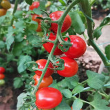 'Imperial Ruby' Cherry Tomato Seeds - Early Harvest, High Sugar, Fusarium Wilt Resistant Variety
