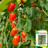 'Royal Pearl Peanut' Tomato Seeds - High-Yield, Sweet Fruit, Long Shelf Life