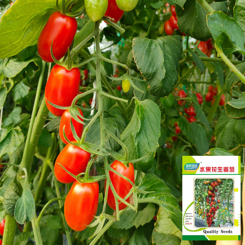'Royal Pearl Peanut' Tomato Seeds - High-Yield, Sweet Fruit, Long Shelf Life