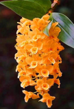 Cymbidium Orchid Seeds for Home & Garden (Color: 8)