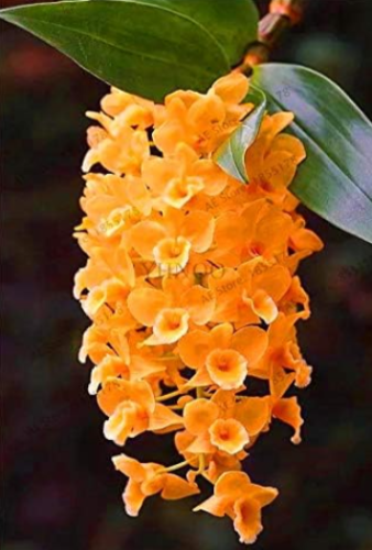 Cymbidium Orchid Seeds for Home & Garden (Color: 8)