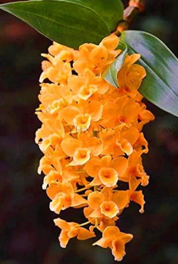Cymbidium Orchid Seeds for Home & Garden (Color: 8)